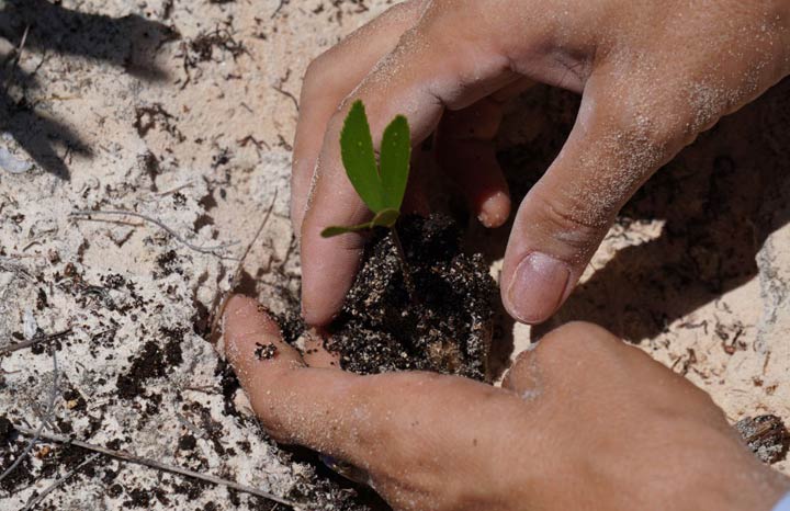 Destacan aportes de proyecto de rehabilitación de dunas costeras